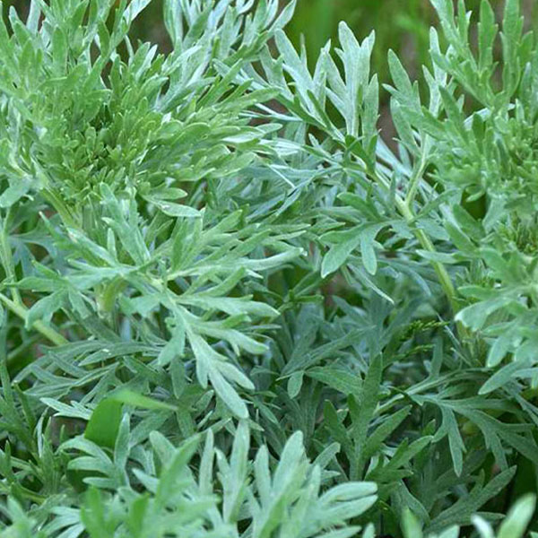 La plante mystique, l'absinthe