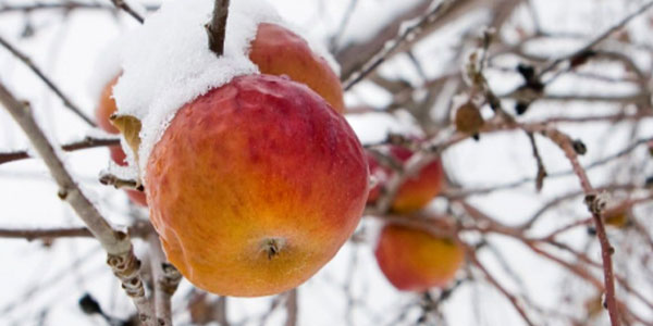 Tout savoir sur les autres alcools issus de la filière cidricole en Normandie