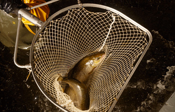 Pêche à l'épuisette de saumon